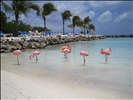 Flamingo Beach